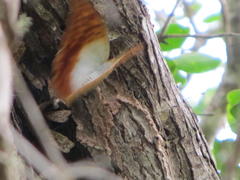 Charaxes varanes varanes