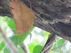 Charaxes varanes varanes