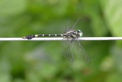 Melligomphus acinaces