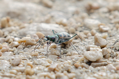 Cephalota circumdata leonschaeferi