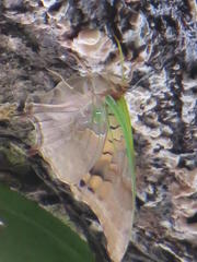 Charaxes candiope