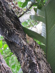 Charaxes candiope
