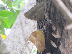 Charaxes ethalion ethalion