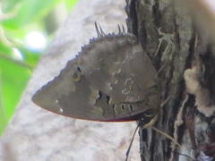 Charaxes ethalion ethalion