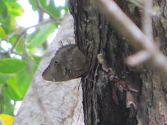 Charaxes ethalion ethalion