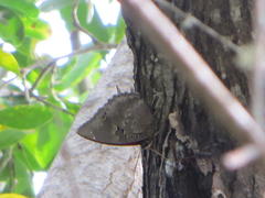 Charaxes ethalion ethalion
