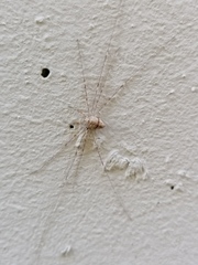 Dicranopalpus ramosus