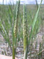 Alopecurus carolinianus