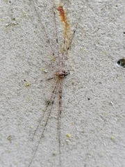 Dicranopalpus ramosus