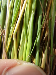 Alopecurus carolinianus