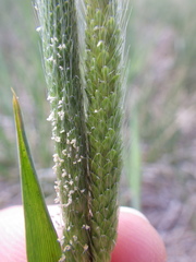 Alopecurus carolinianus