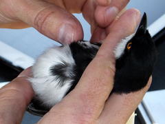 Dryoscopus cubla cubla