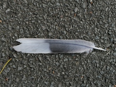 Streptopelia decaocto