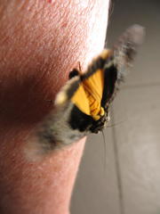 Ulotrichopus variegatus