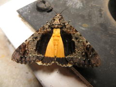 Ulotrichopus variegatus