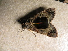 Ulotrichopus variegatus