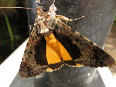 Ulotrichopus variegatus