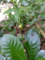 Elytraria macrophylla