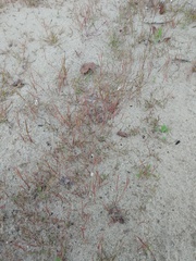 Eragrostis albensis