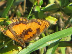 Byblia anvatara acheloia