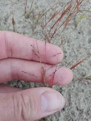 Eragrostis albensis