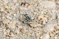 Cephalota circumdata leonschaeferi