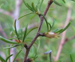 Cliffortia ramosissima