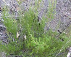 Cliffortia ramosissima