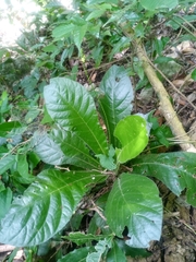 Elytraria macrophylla