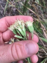 Brickellia eupatorioides texana