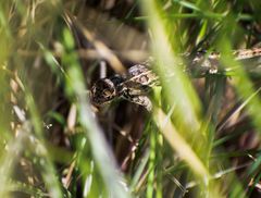 Sceloporus scalaris