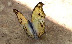 Protogoniomorpha parhassus