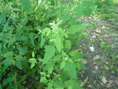 Chenopodium suecicum