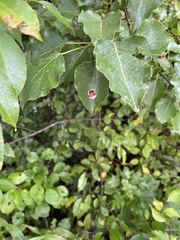 Mastophora hutchinsoni