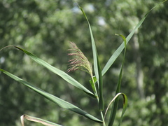Phragmites australis altissimus