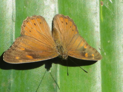 Boisduval's Tree Nymph
