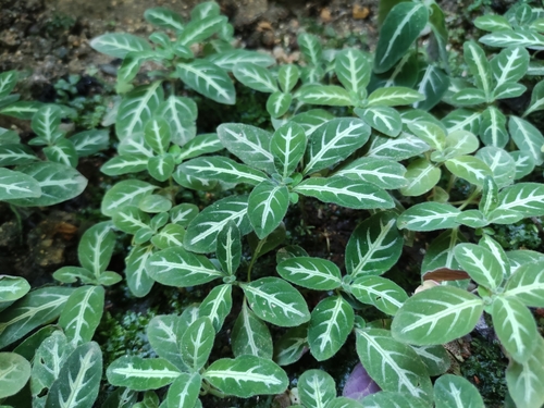Ruellia makoyana