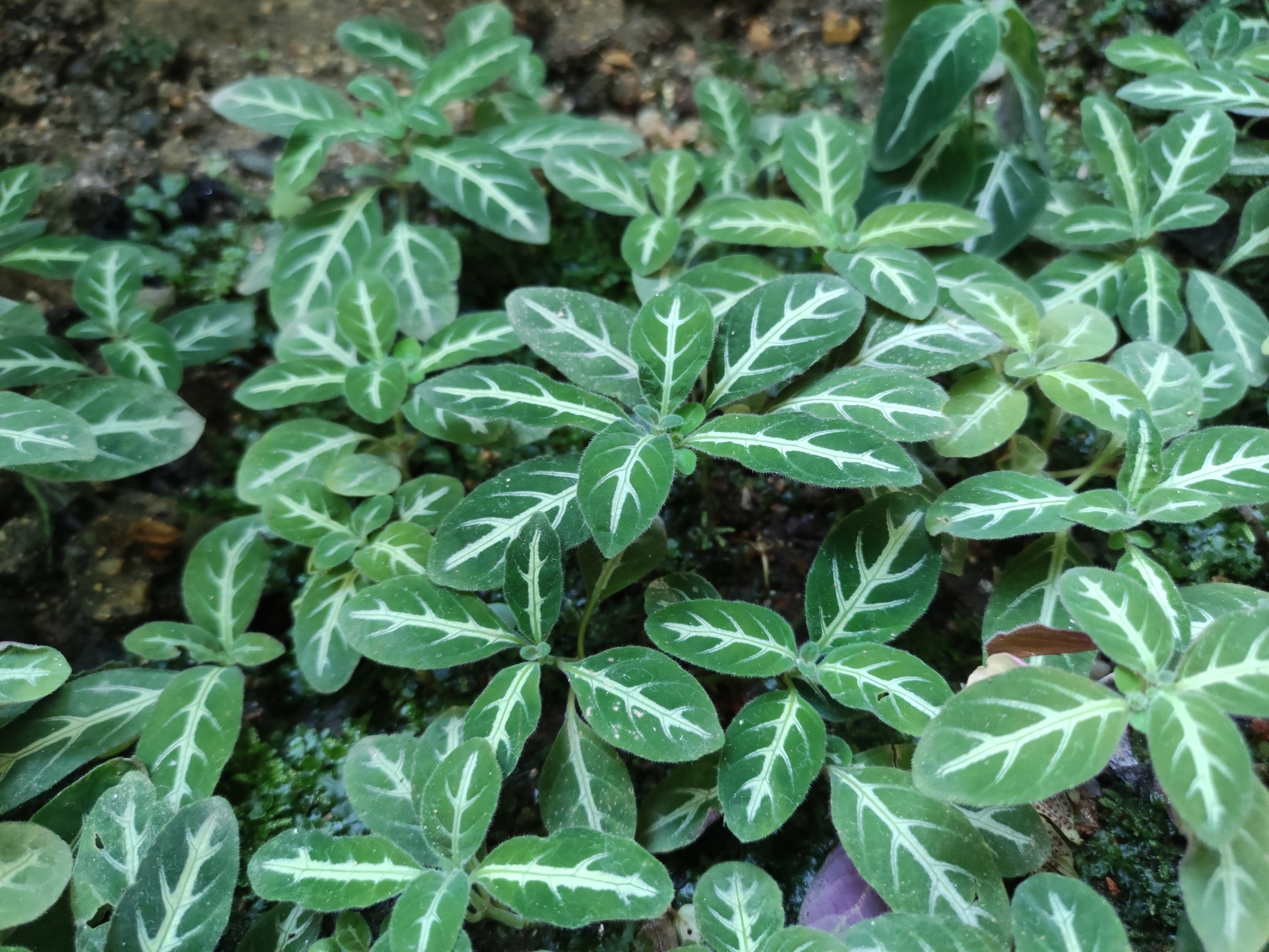 monkey plant (Ruellia makoyana)  iNaturalist