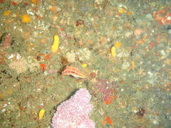 Oxycheilinus bimaculatus