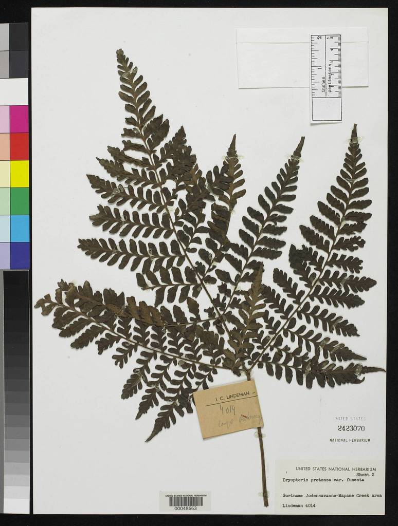 Triplophyllum