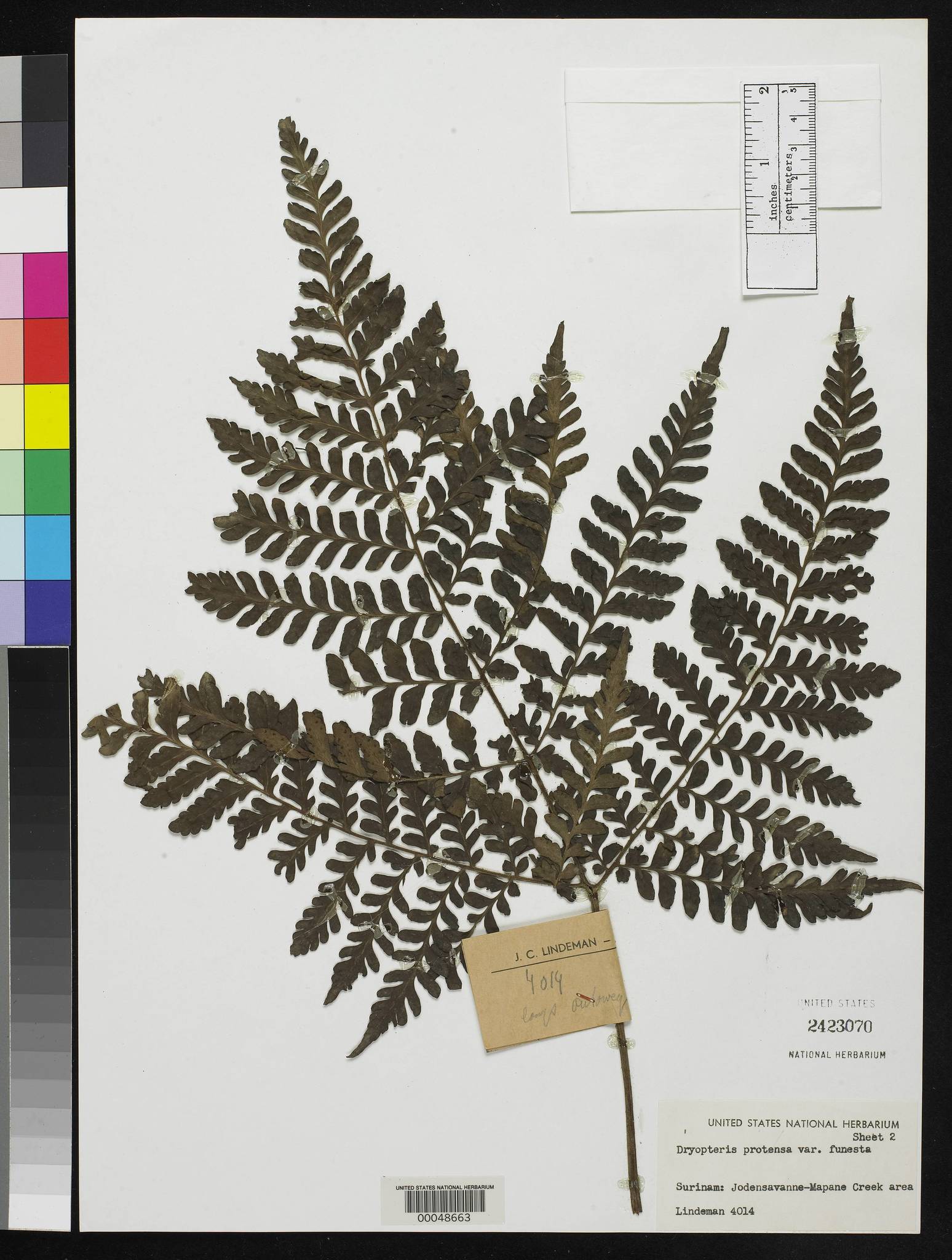 Triplophyllum