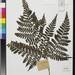 Triplophyllum - Photo (c) Smithsonian Institution, National Museum of Natural History, Department of Botany, algunos derechos reservados (CC BY-NC-SA)