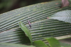 Hybobata fuelleborni