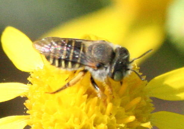 Anthidium pontis