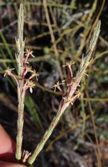 Struthiola ciliata angustifolia