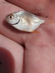 Trachinotus