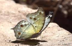 Protogoniomorpha parhassus