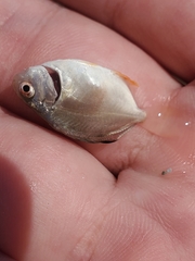 Trachinotus