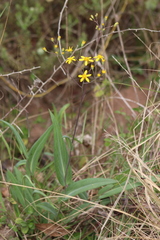 Senecio glaberrimus