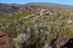 Syncarpha canescens canescens